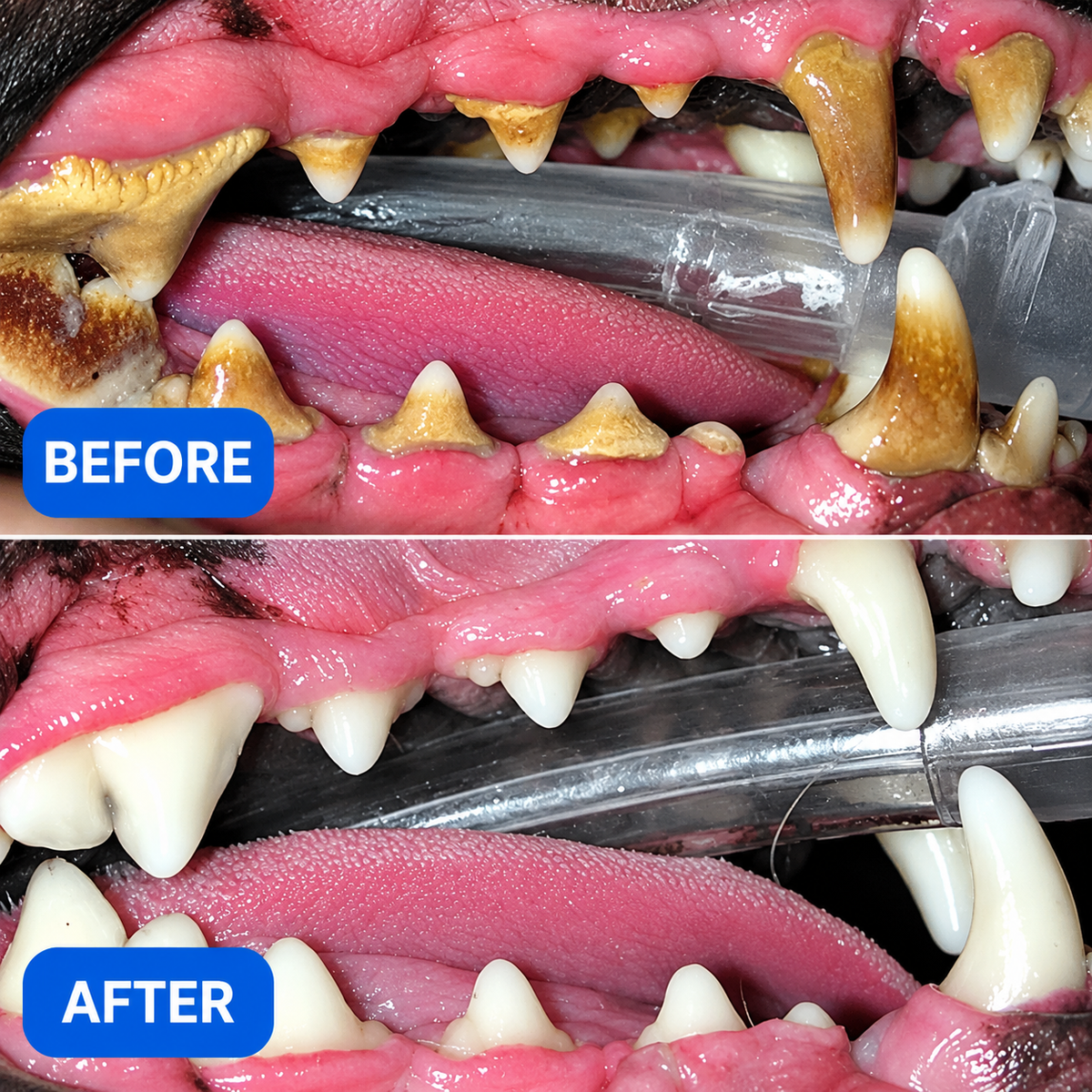 Veloryss™ Dog Teeth Cleaner